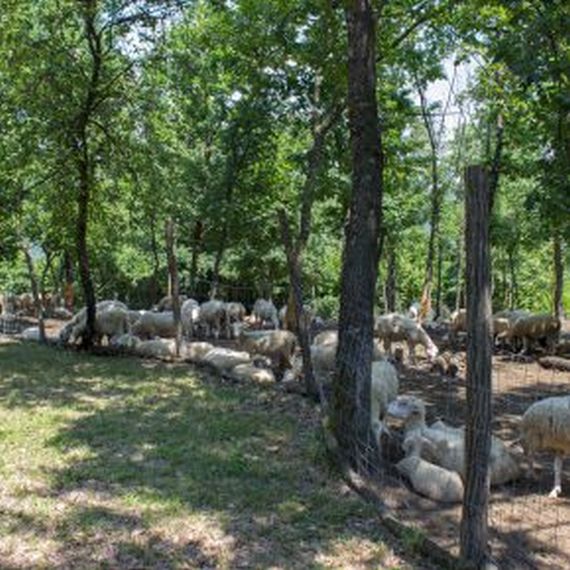 Gospodarstvo Paljevine