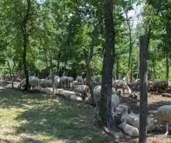 Gospodarstvo Paljevine