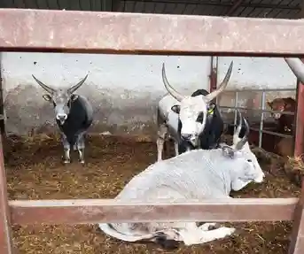 Govedo podolac u Vardarcu